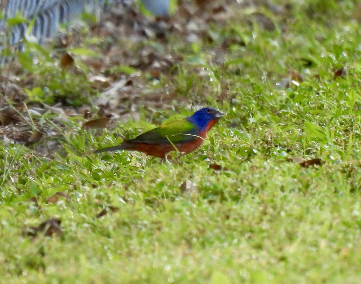 Painted Bunting - ML645945954