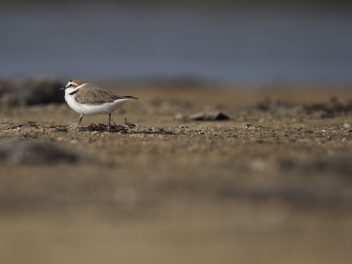 Kentish Plover - ML645945955