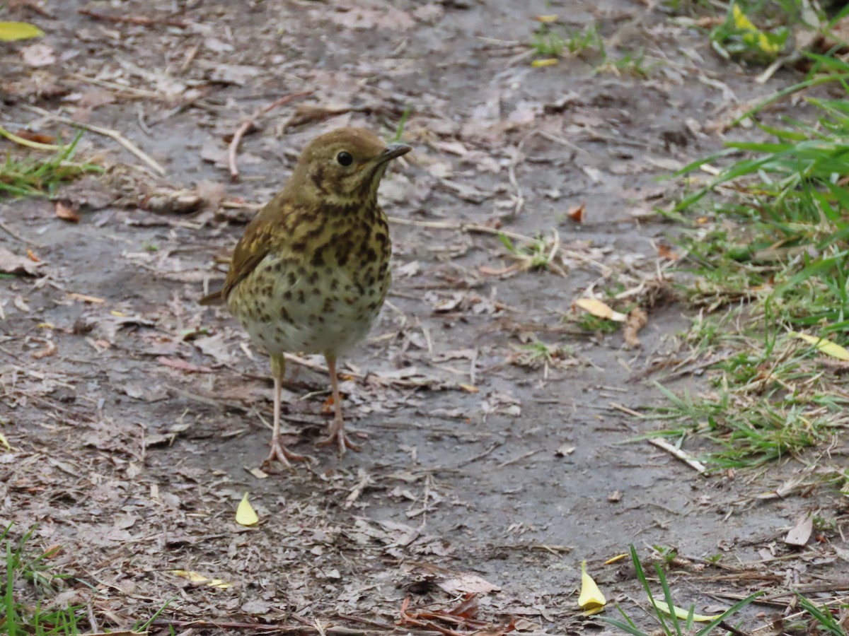 Song Thrush - ML645945956
