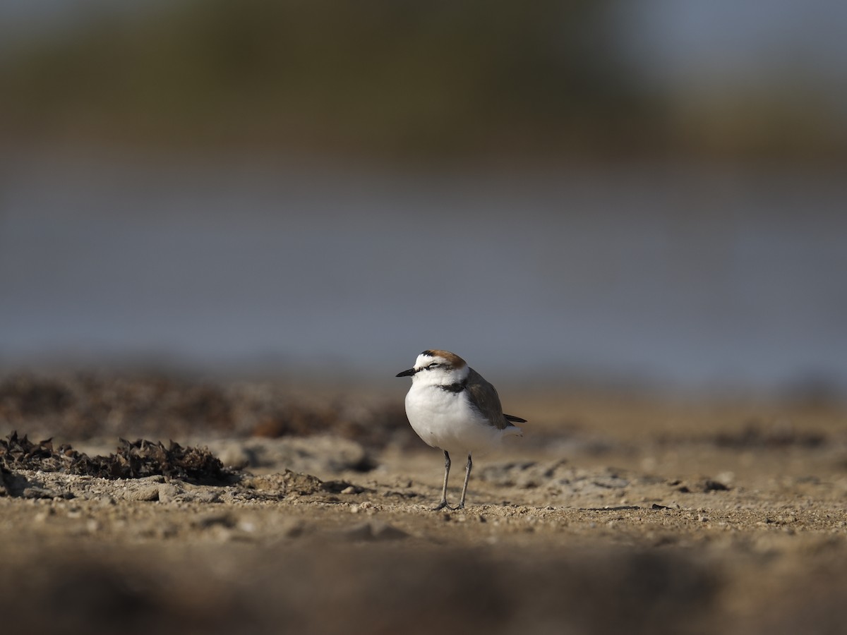 Kentish Plover - ML645945958