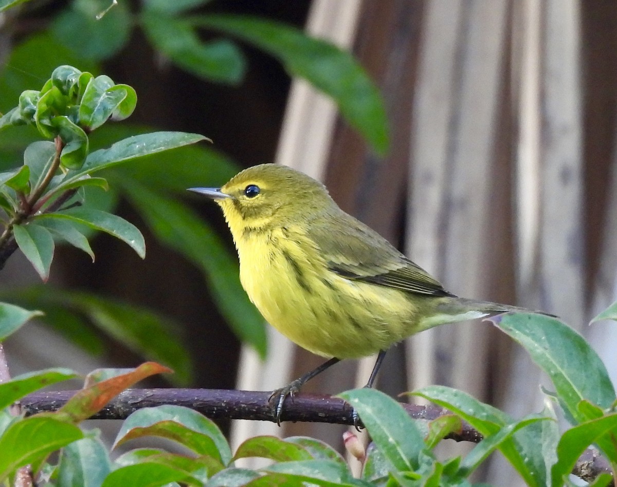 Prairie Warbler - ML645945959