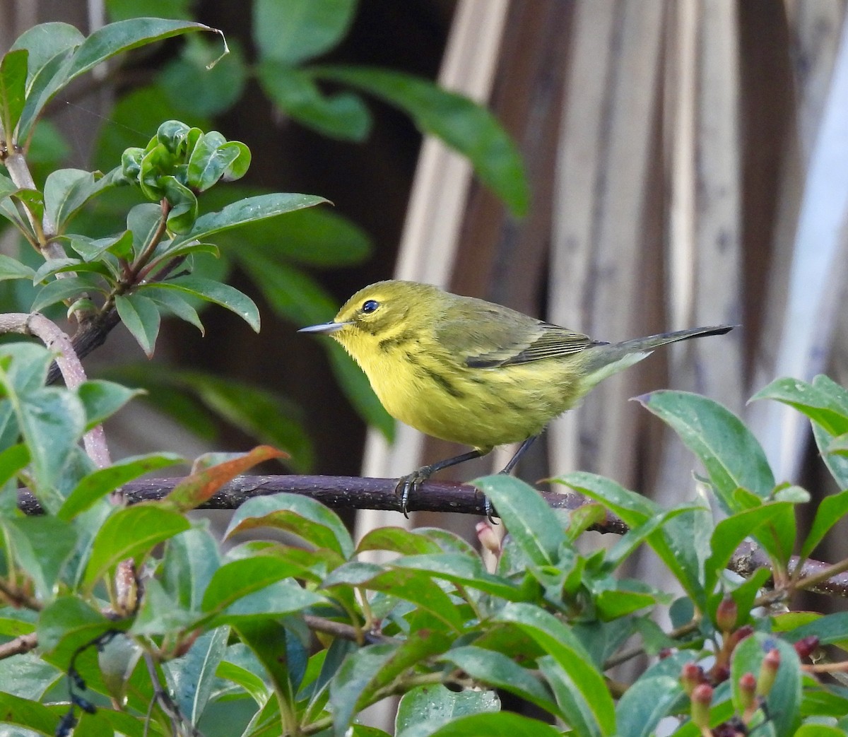 Prairie Warbler - ML645945960