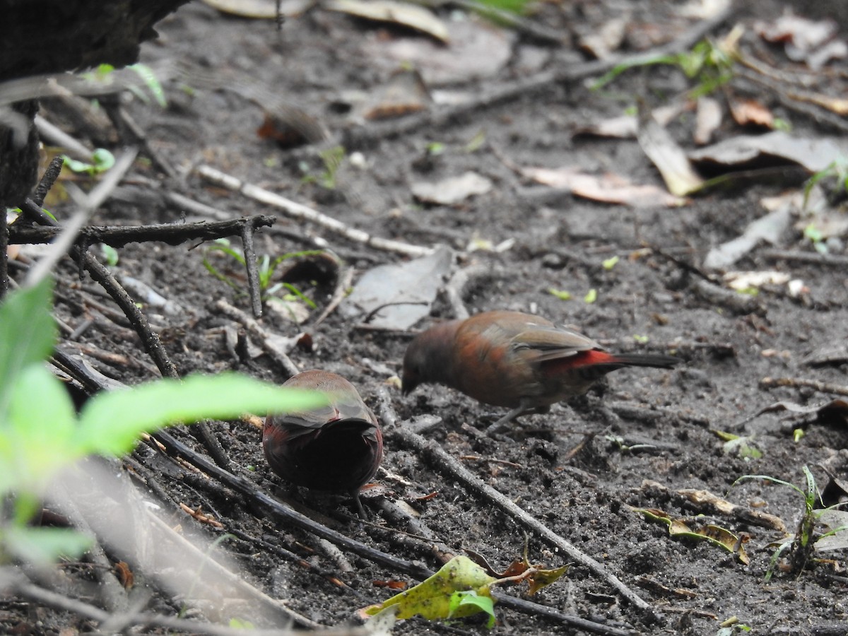 Jameson's Firefinch - ML645945961