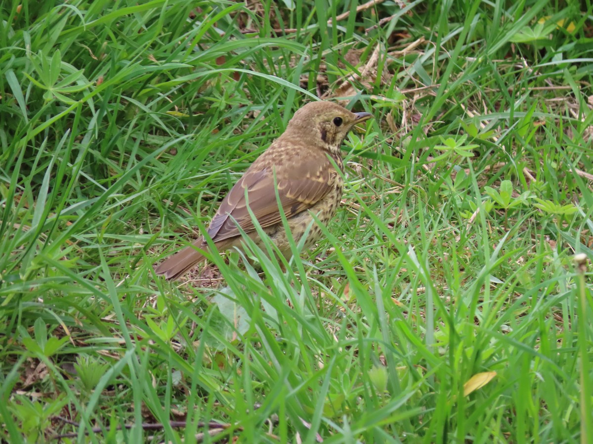 Song Thrush - ML645945962