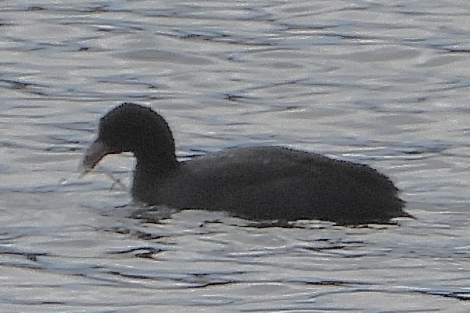 Eurasian Moorhen - ML645945963