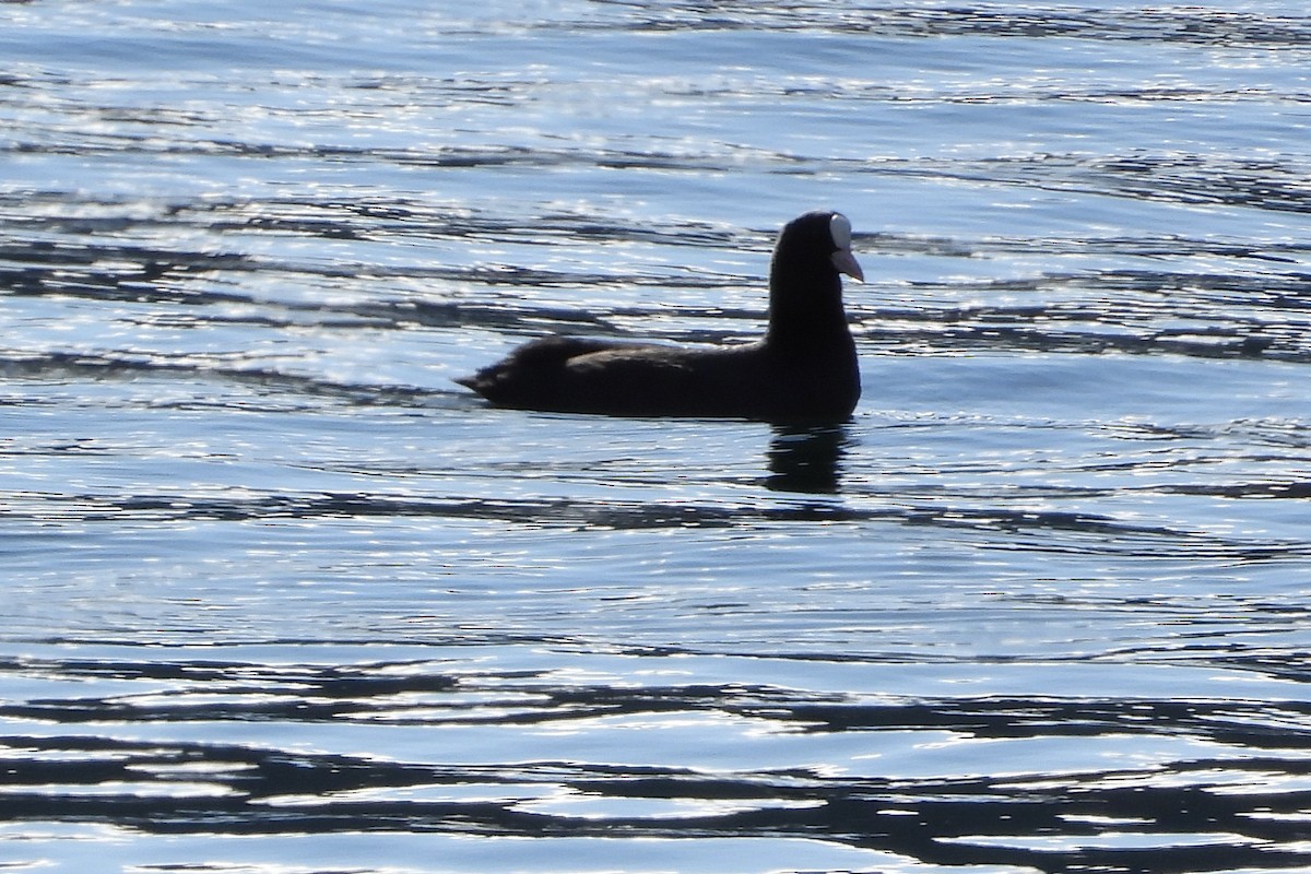 Eurasian Moorhen - ML645945964
