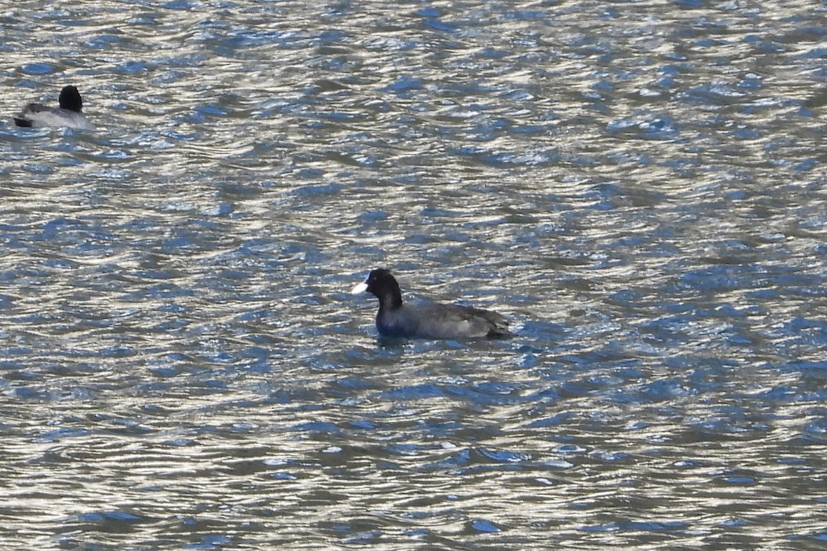 Eurasian Moorhen - ML645945965