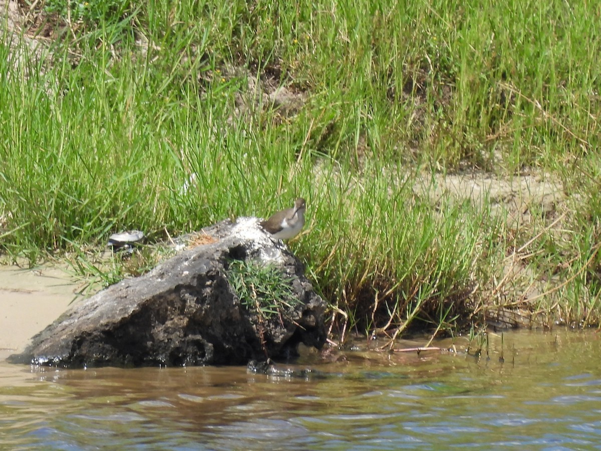 Common Sandpiper - ML645945966