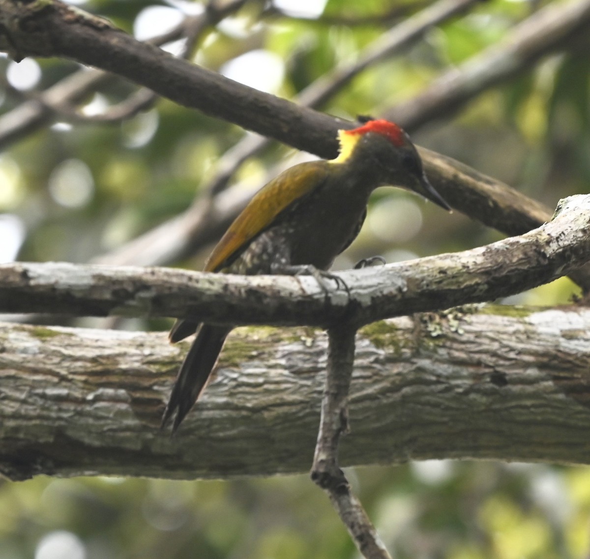 Lesser Yellownape - ML645945967