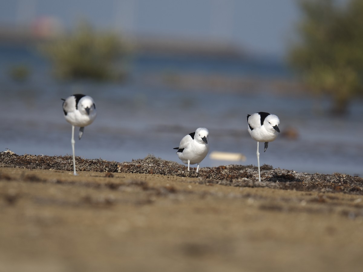 Crab-Plover - ML645945968
