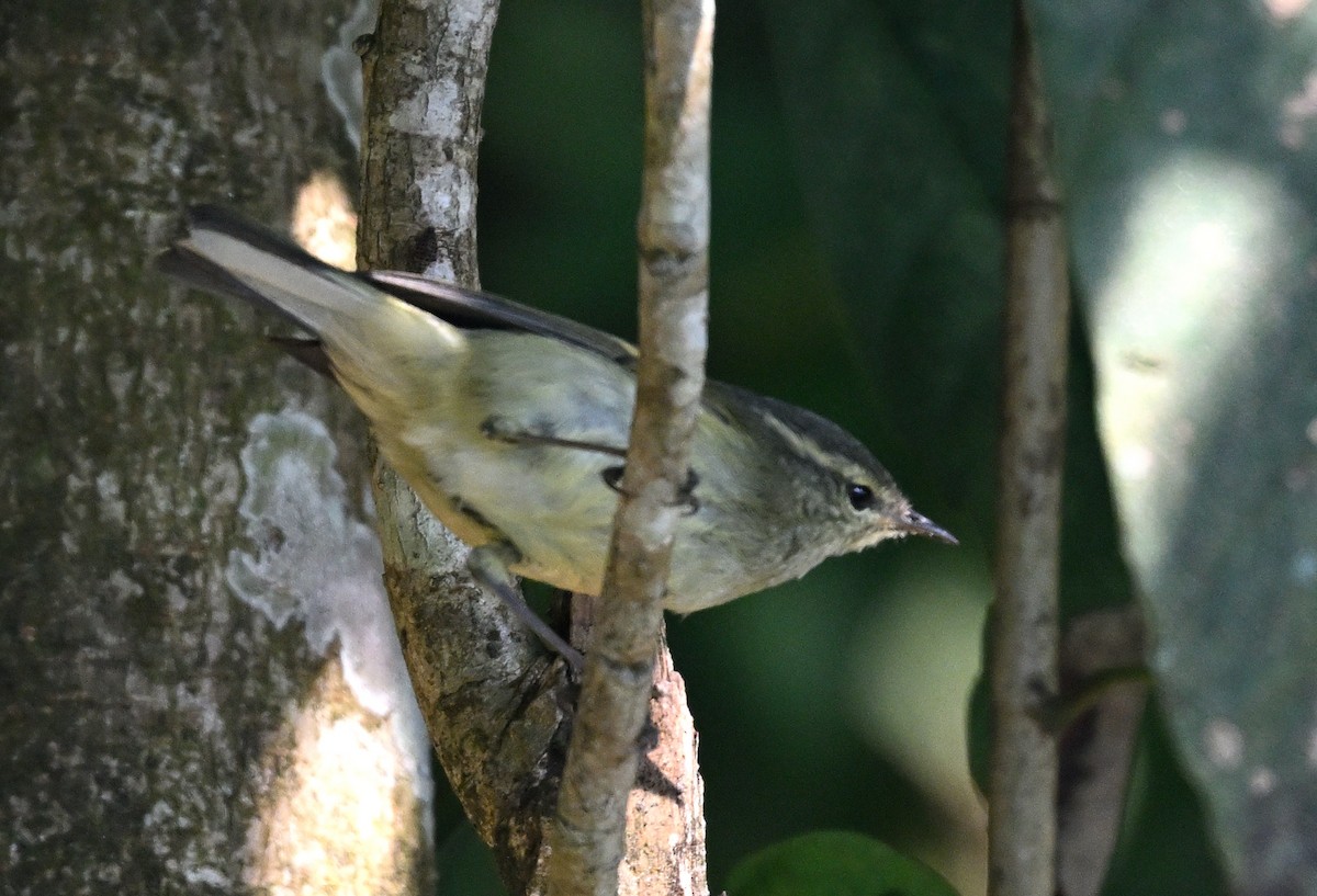 Buff-barred Warbler - ML645945969