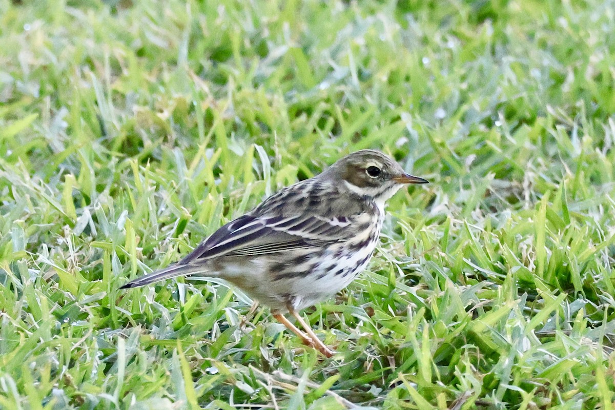 Meadow Pipit - ML645945970