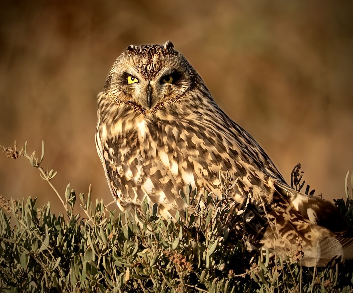 Short-eared Owl - ML645945971