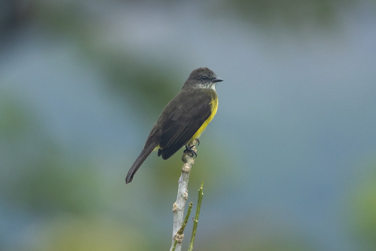 Dusky-chested Flycatcher - ML645945972