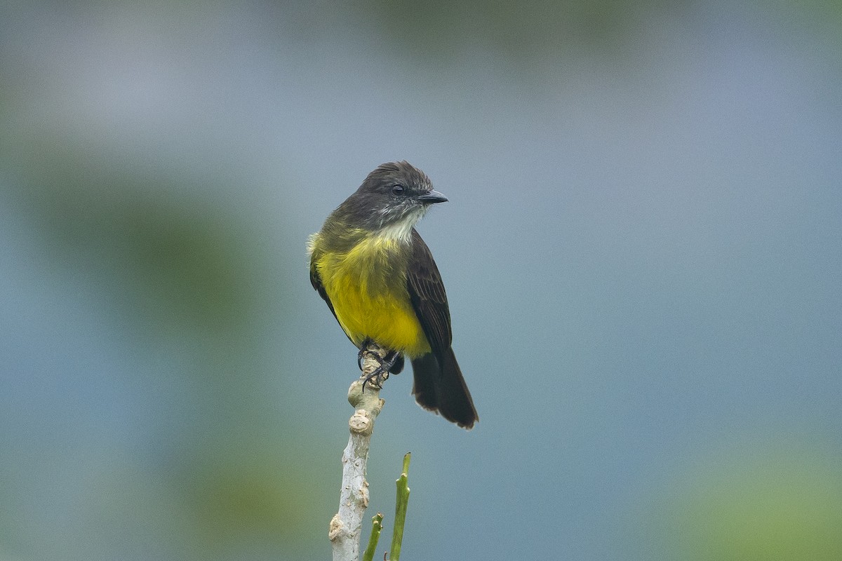 Dusky-chested Flycatcher - ML645945973