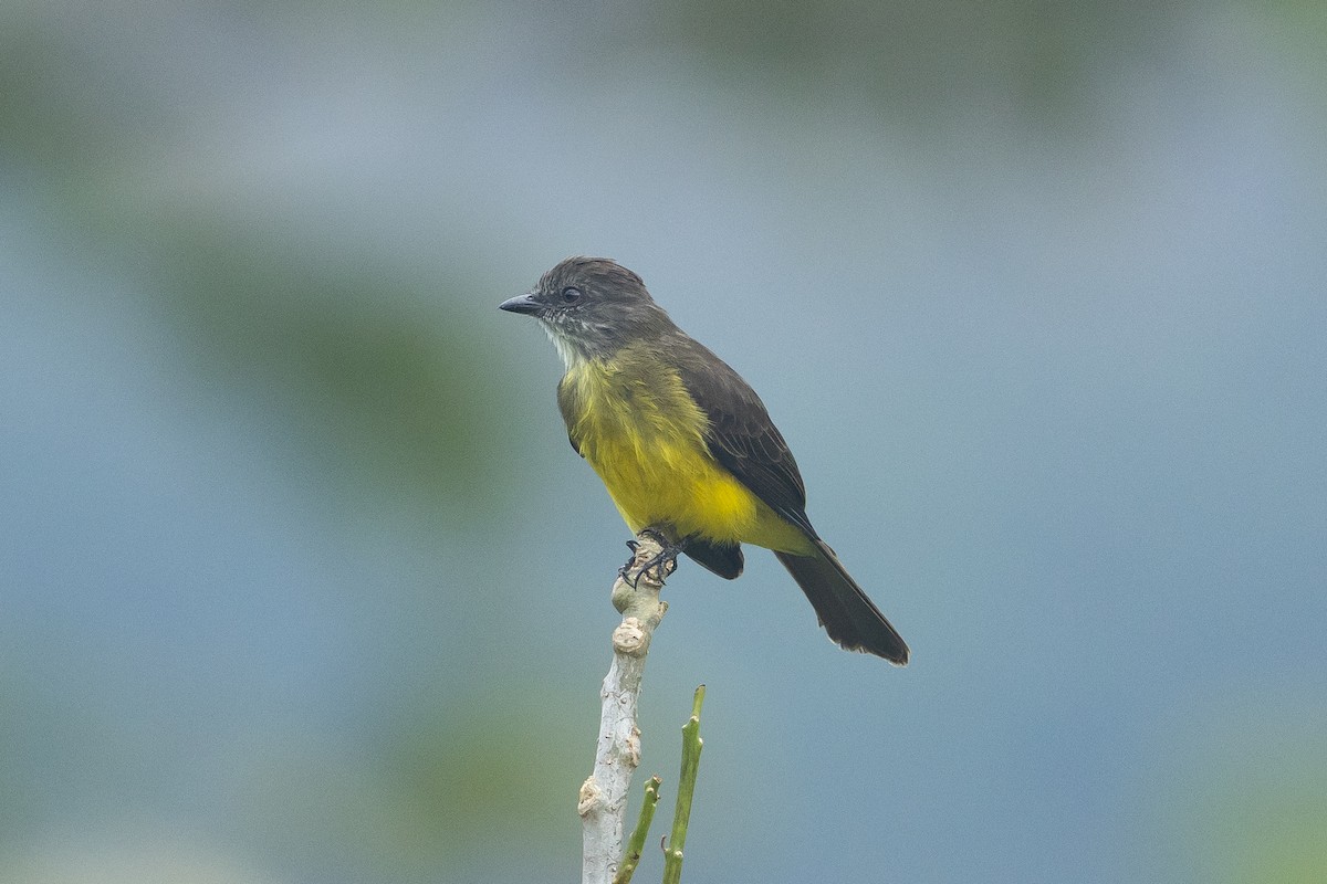 Dusky-chested Flycatcher - ML645945974