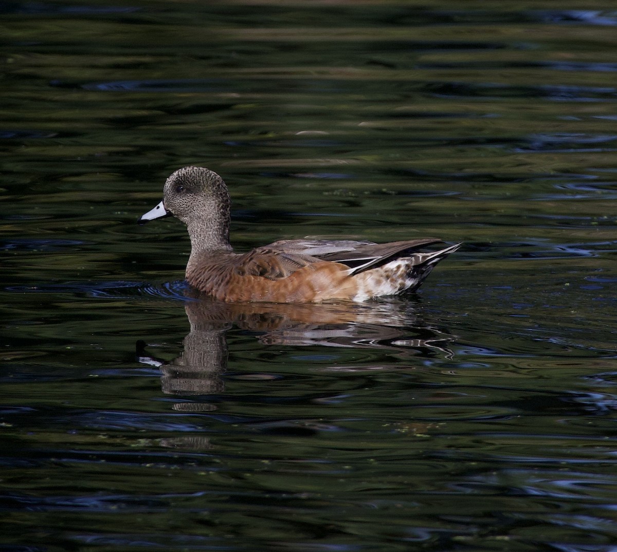American Wigeon - ML645945975
