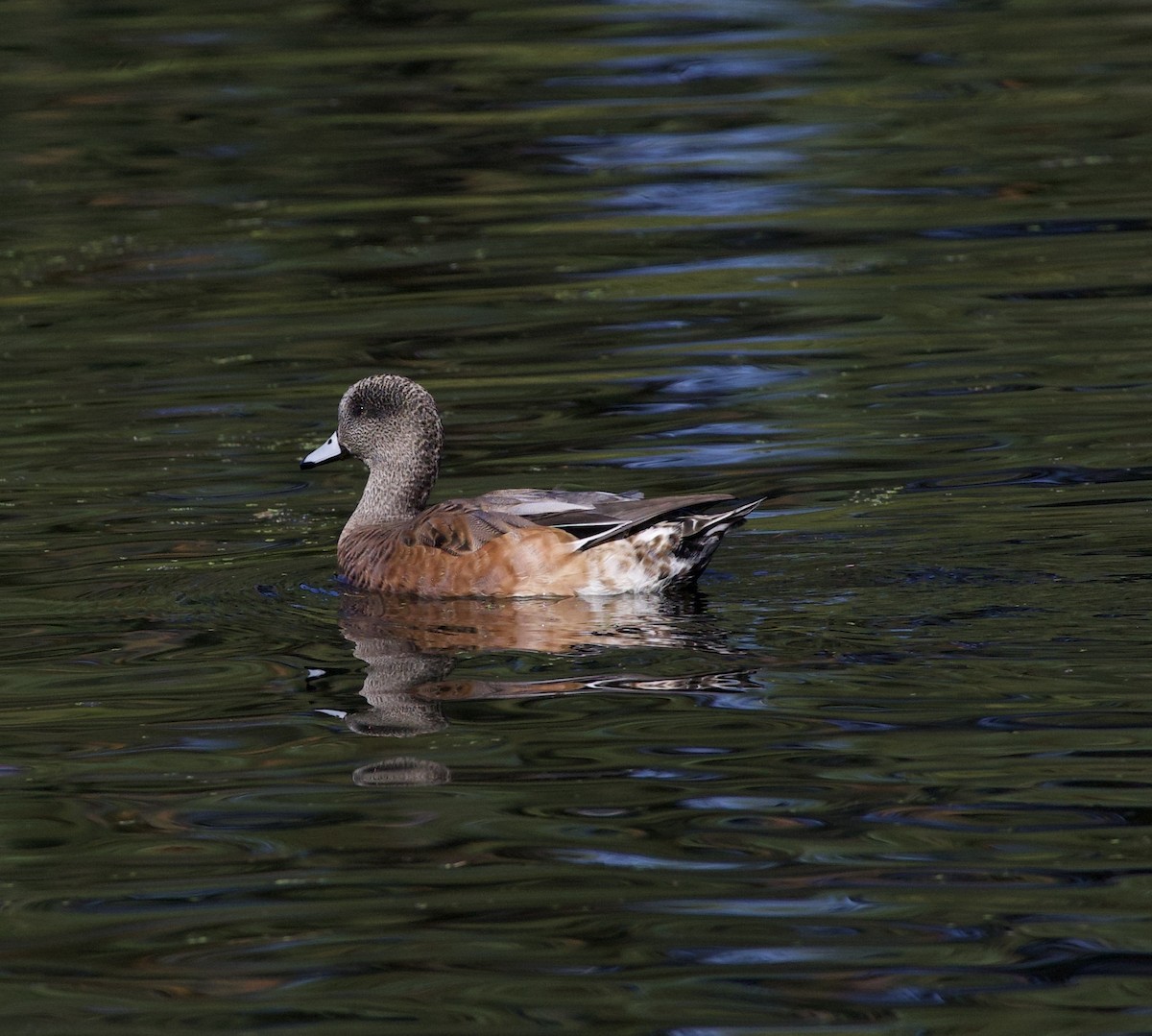 American Wigeon - ML645945976