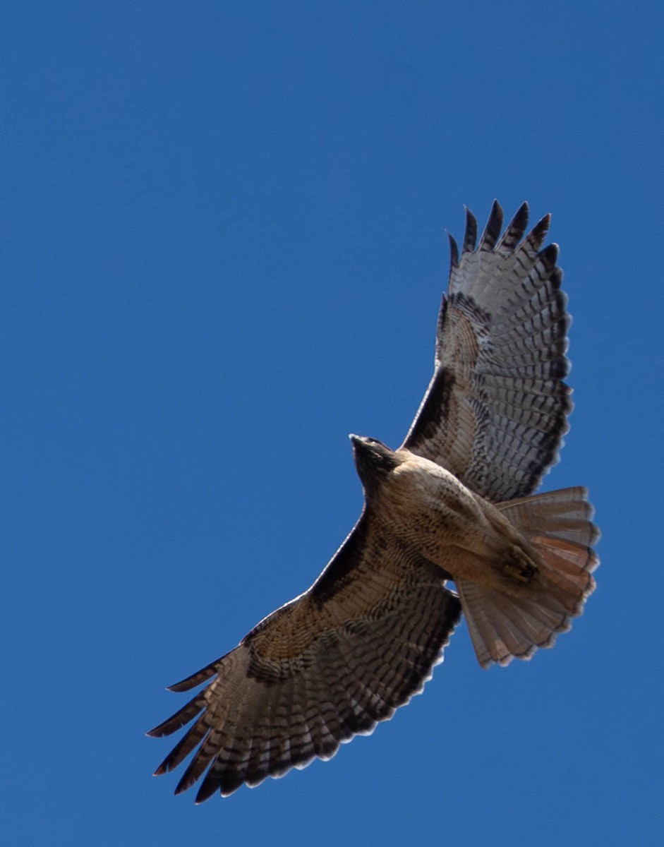 Red-tailed Hawk - ML645945978