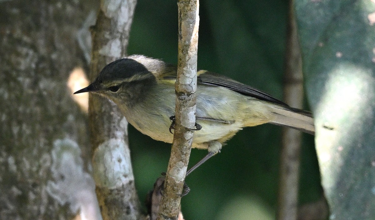 Goldbinden-Laubsänger - ML645945981