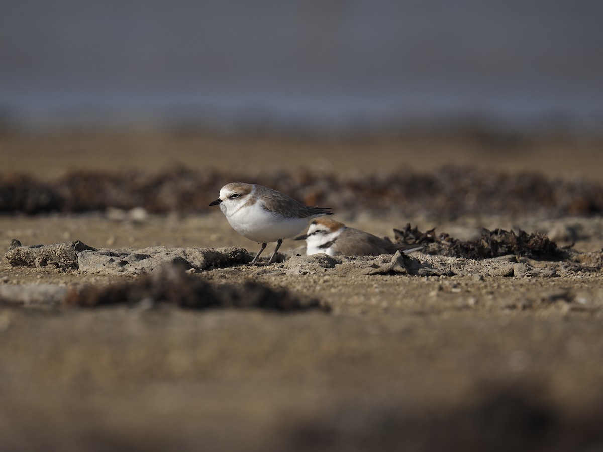 Kentish Plover - ML645945985