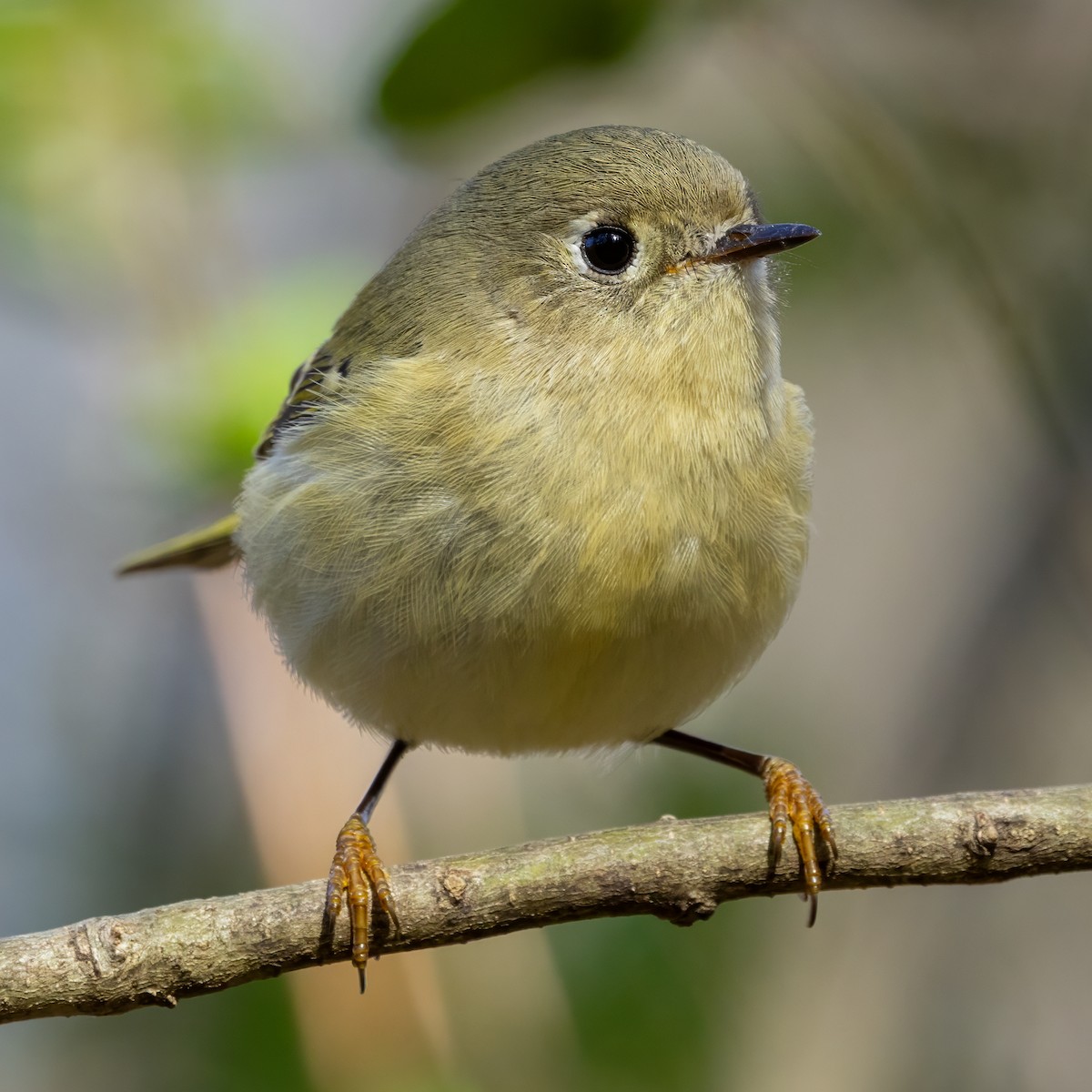 Ruby-crowned Kinglet - ML645945986
