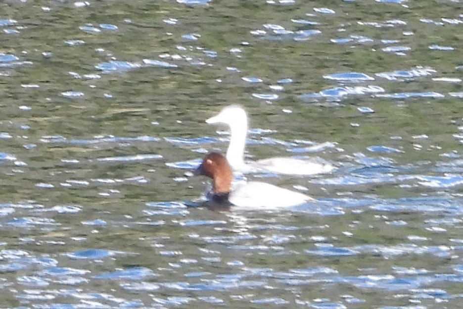 Great Crested Grebe - ML645945989