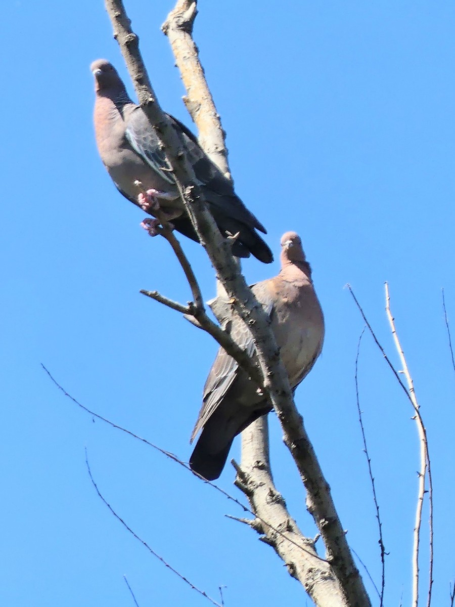 Голуб аргентинський - ML645945997