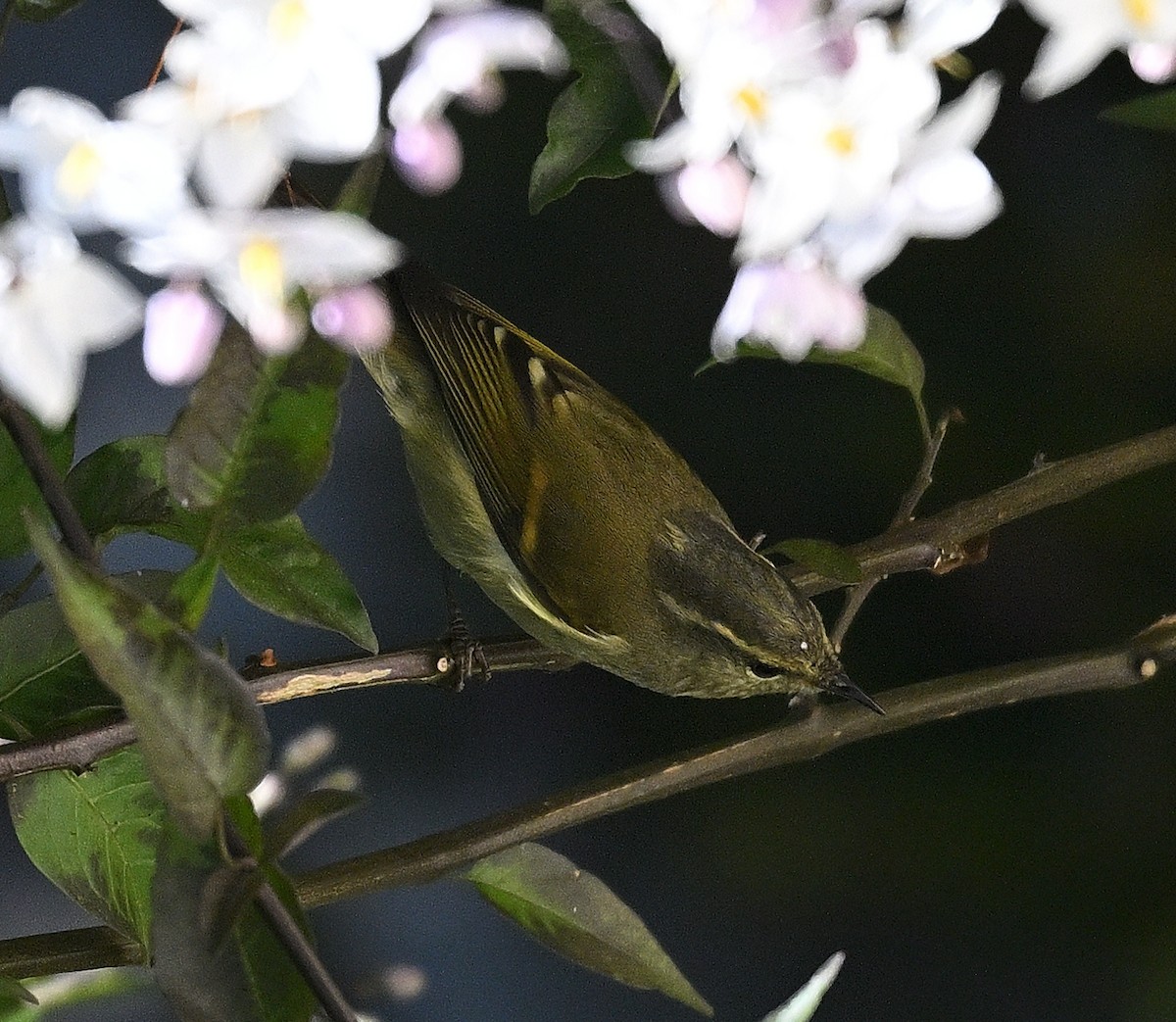 Goldbinden-Laubsänger - ML645945998