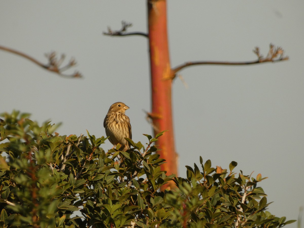 Corn Bunting - ML645946018