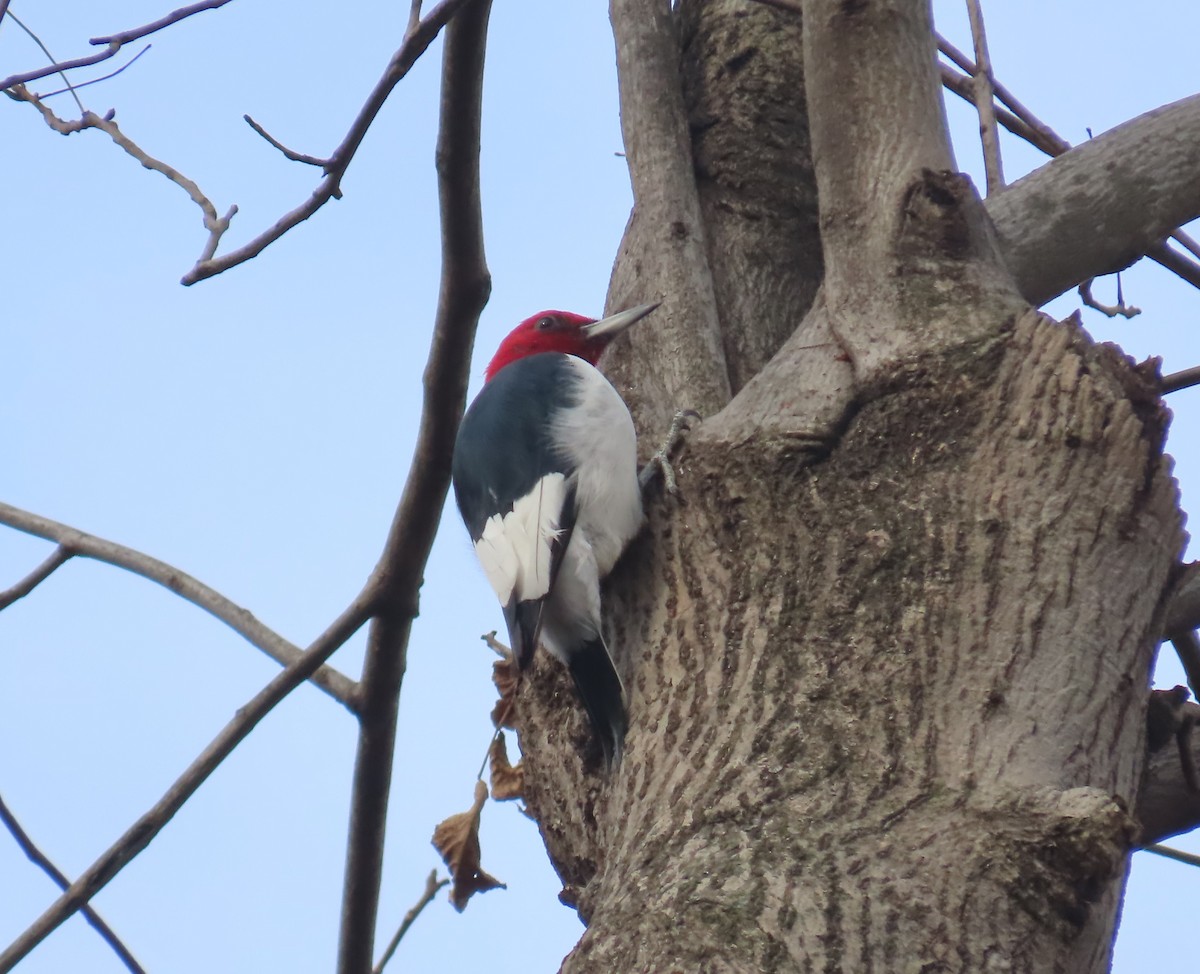 datel červenohlavý - ML645946020