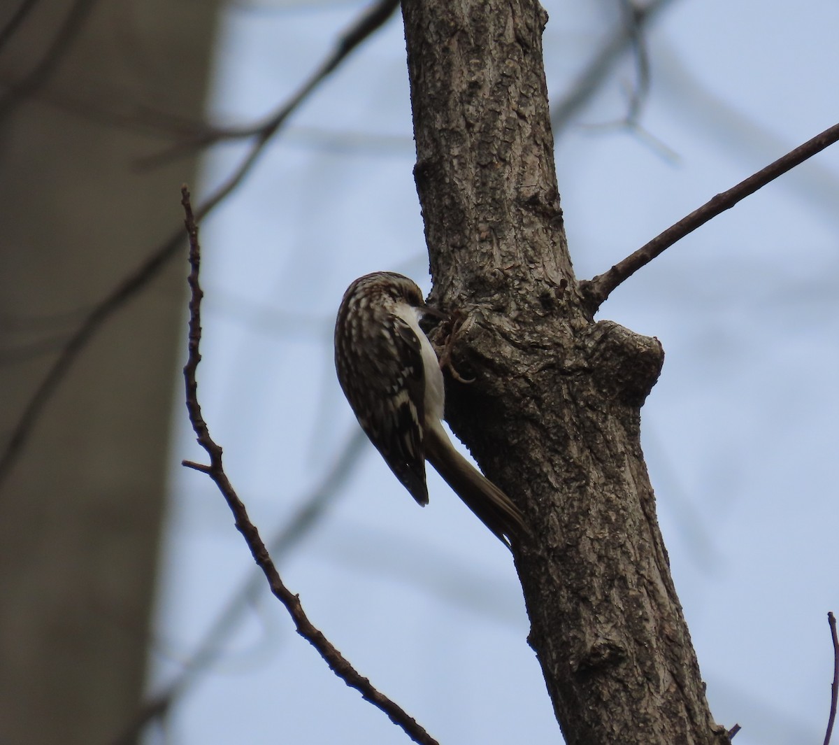 šoupálek americký - ML645946025