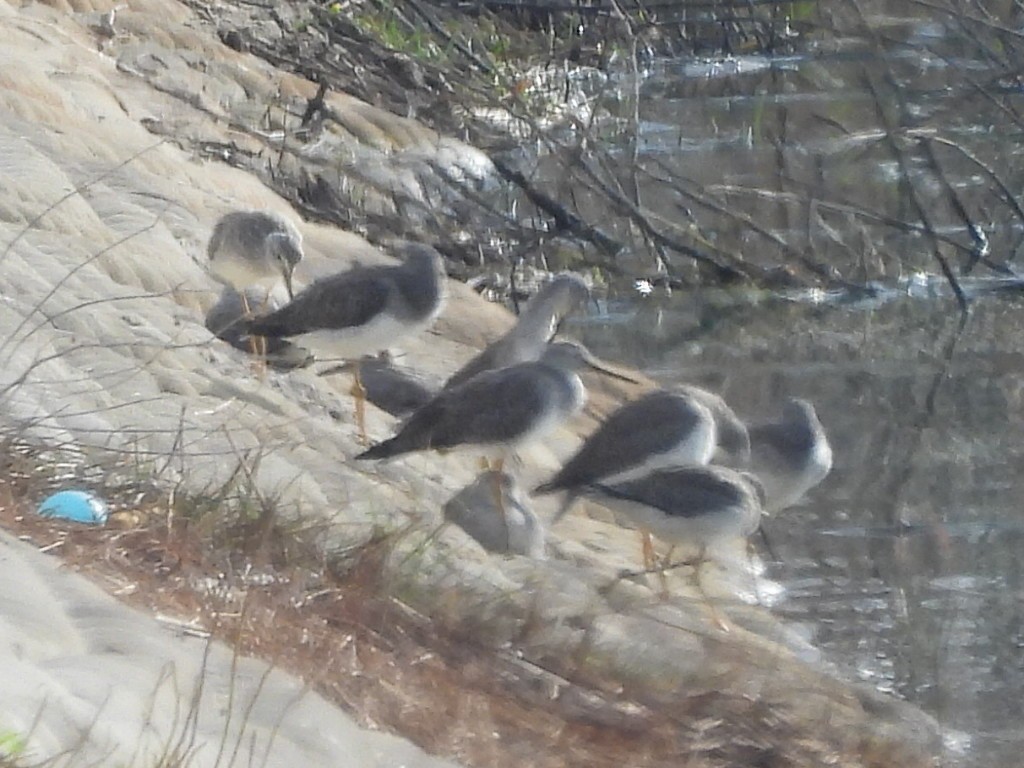 Greater Yellowlegs - ML645946040