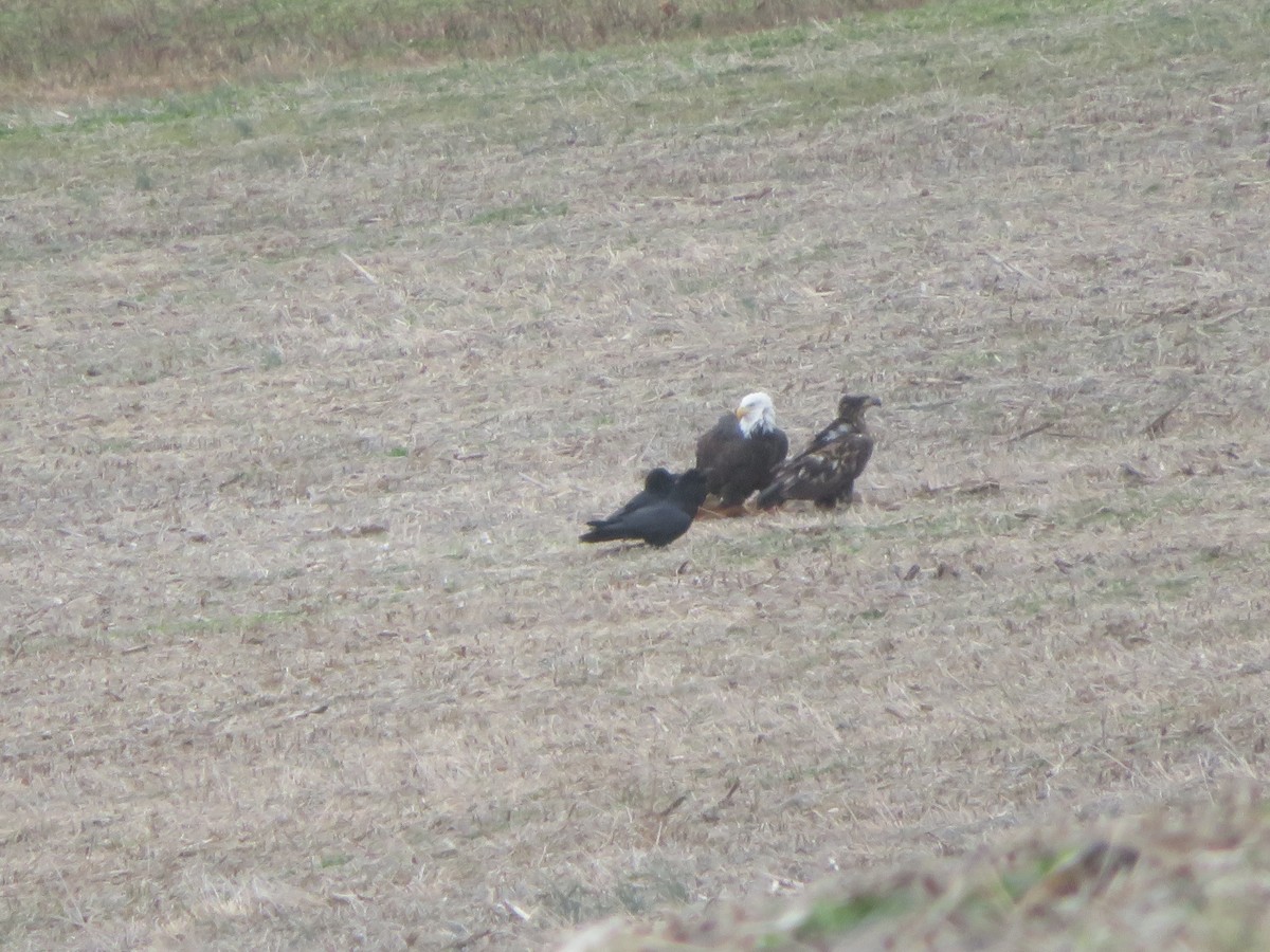 Bald Eagle - ML645946044