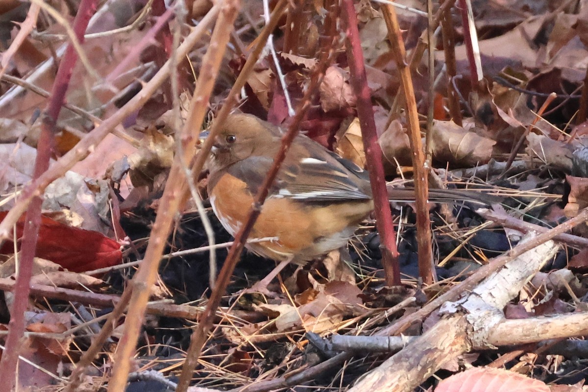 pipilo rudooký - ML645946045