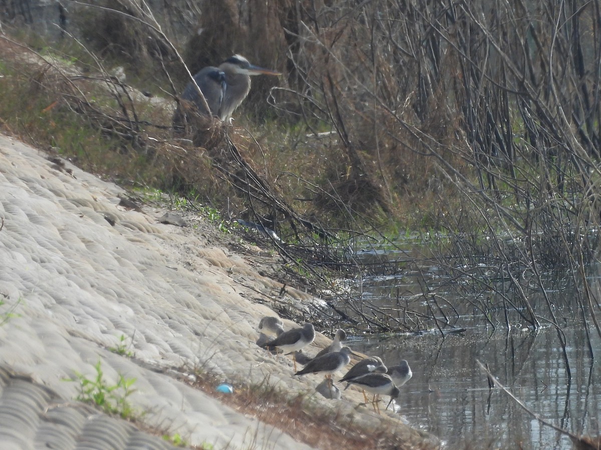 Greater Yellowlegs - ML645946050