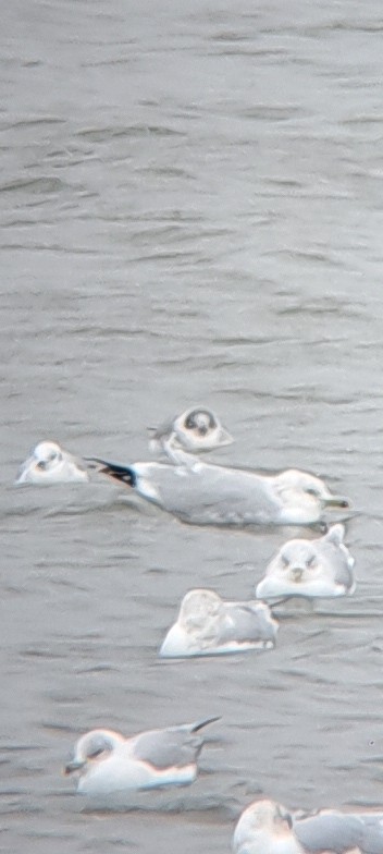 Franklin's Gull - ML645946055