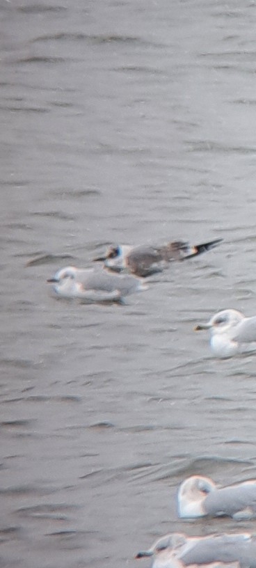 Franklin's Gull - ML645946059