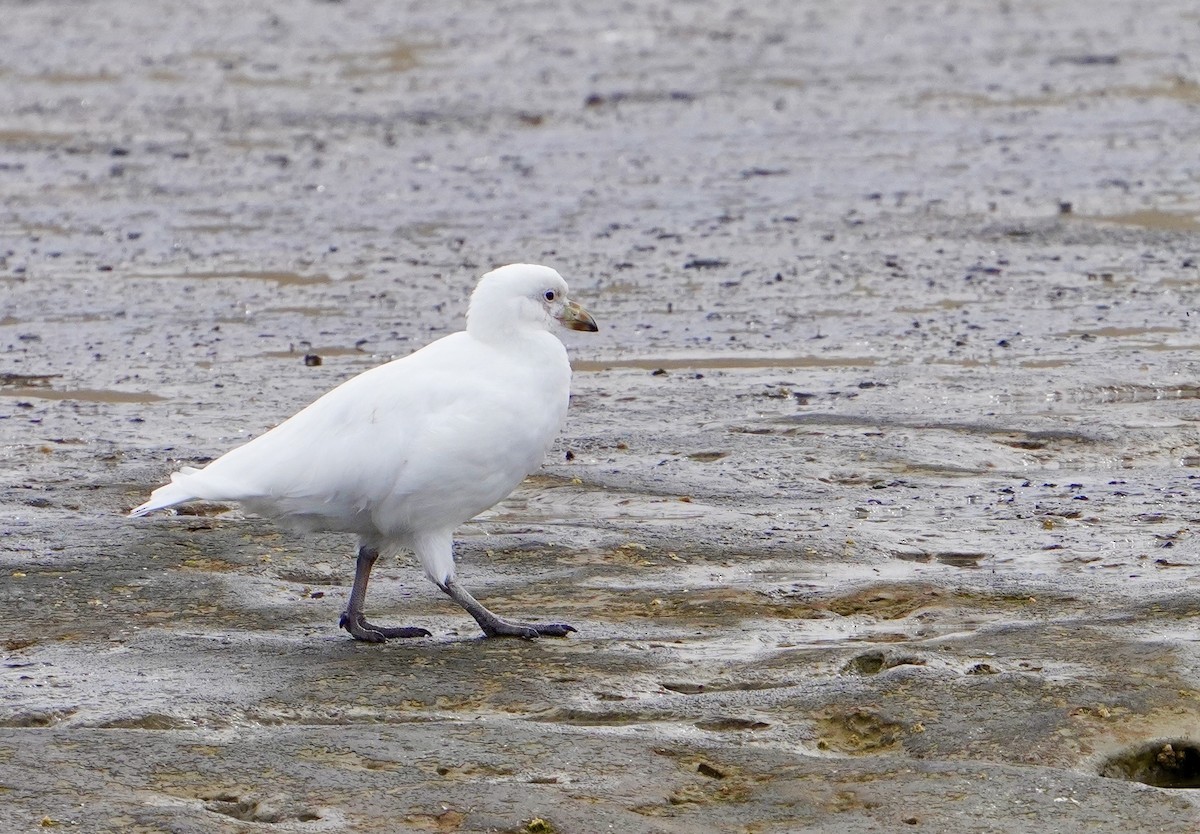 Snowy Sheathbill - ML645946073