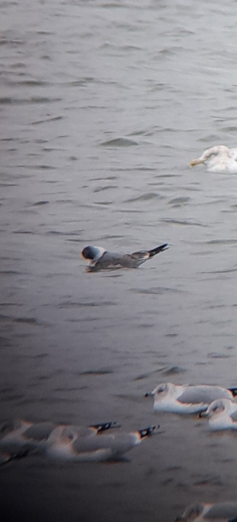 Franklin's Gull - ML645946074