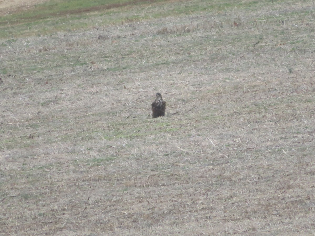 Bald Eagle - ML645946079