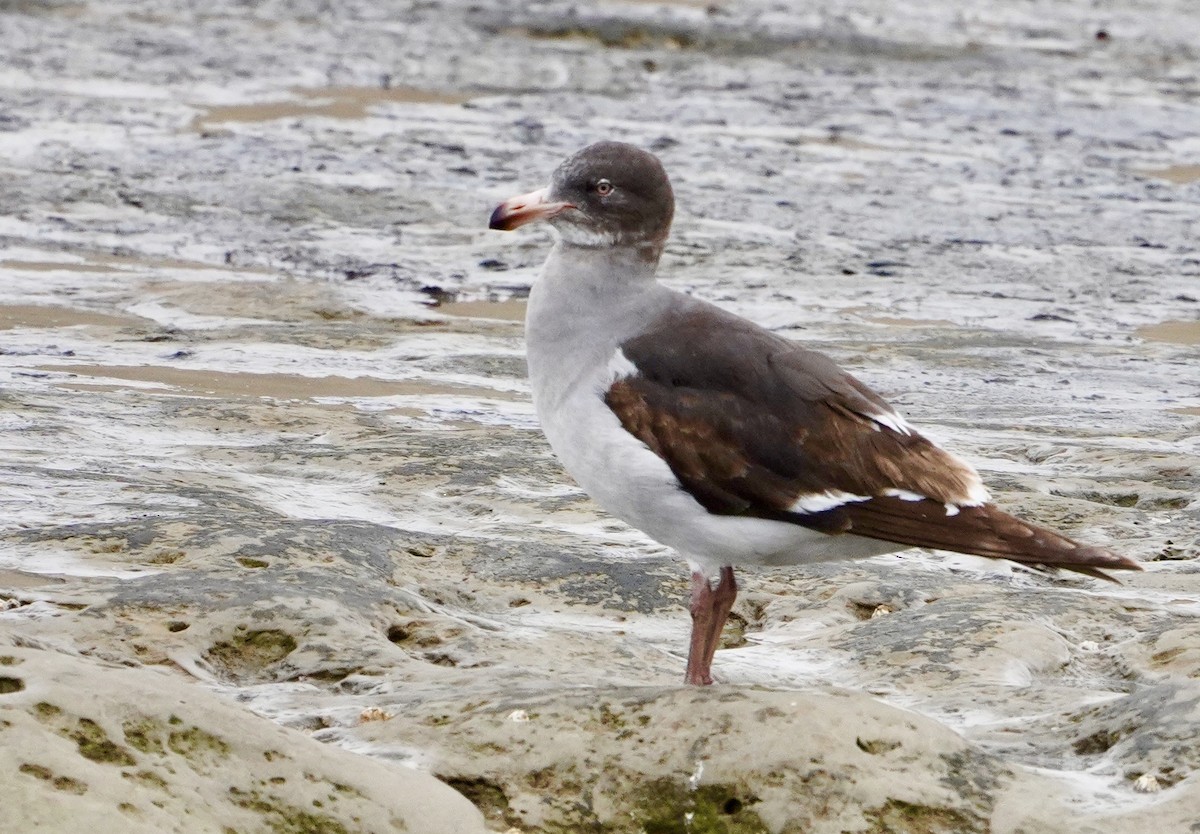 Dolphin Gull - ML645946100