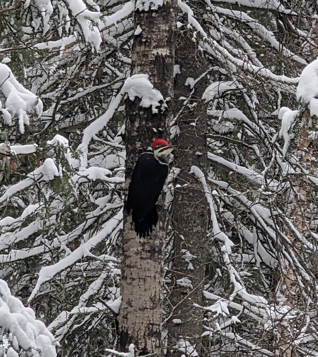 Pileated Woodpecker - ML645946104