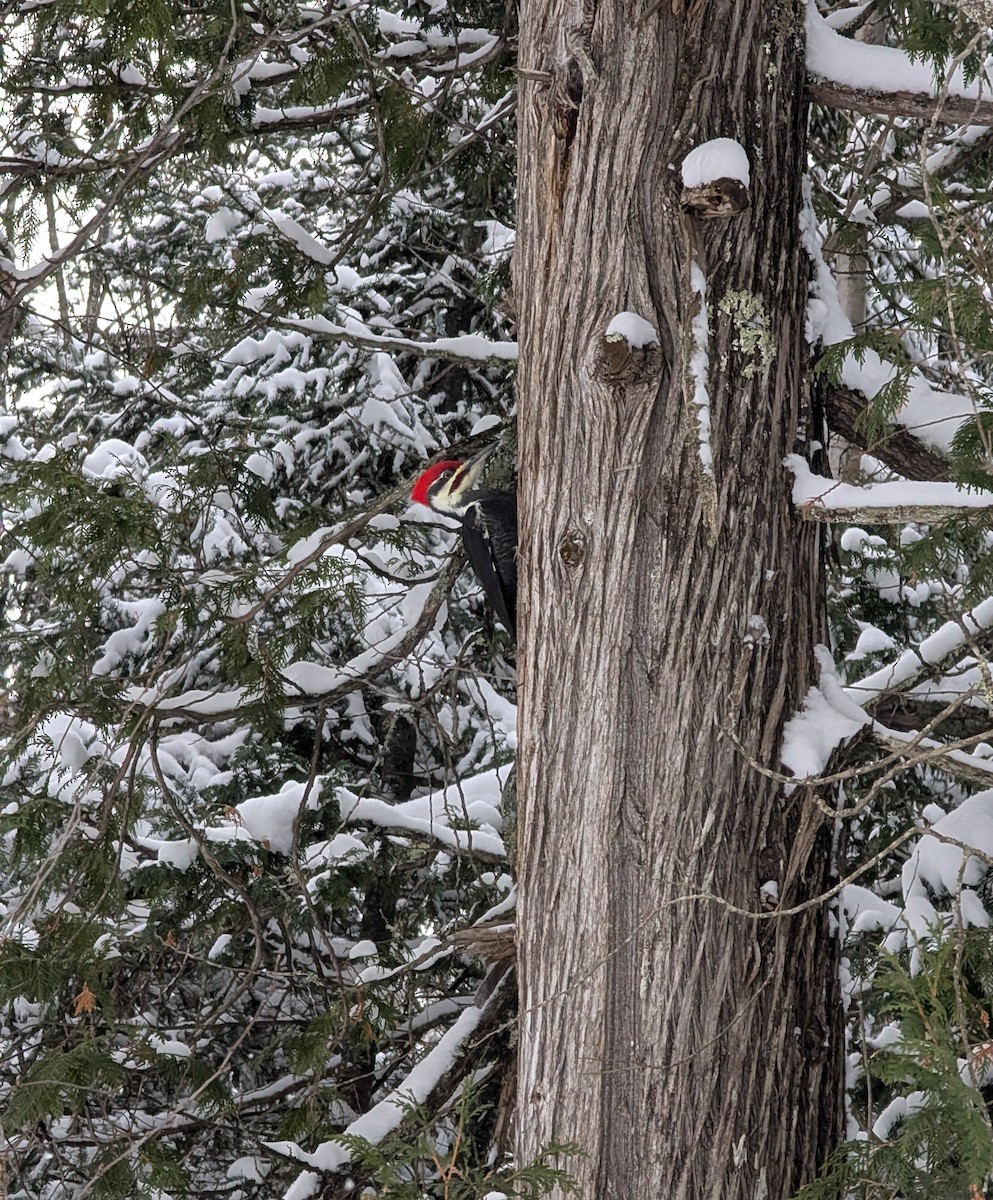 Pileated Woodpecker - ML645946105