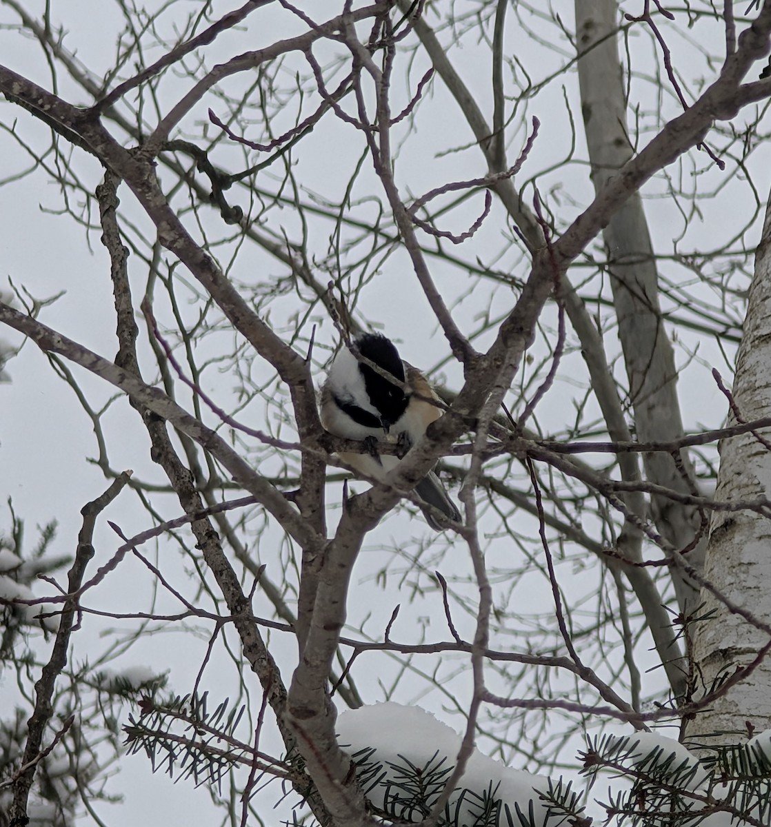 Black-capped Chickadee - ML645946108