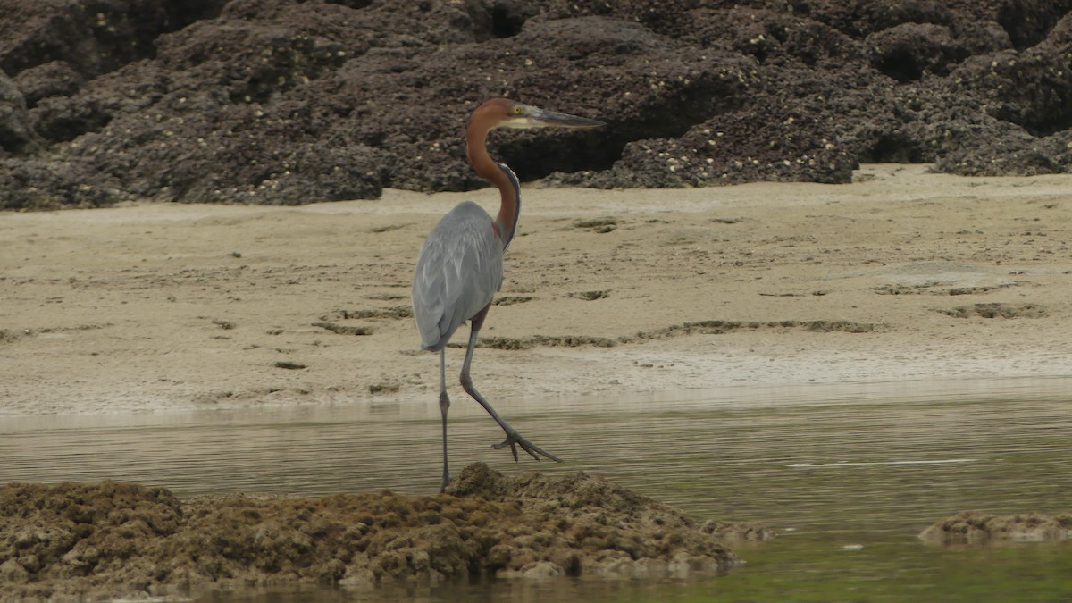 Goliath Heron - ML645946109