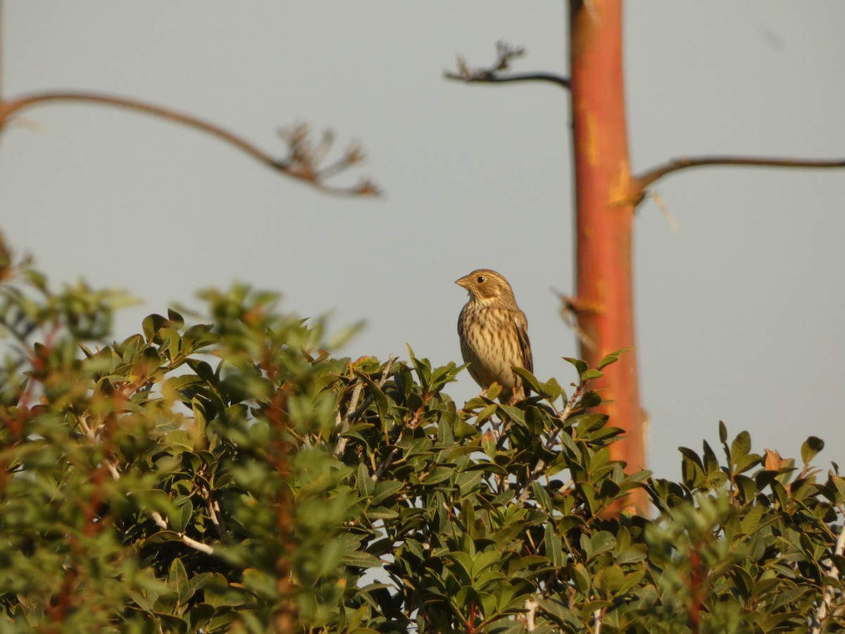 Corn Bunting - ML645946112