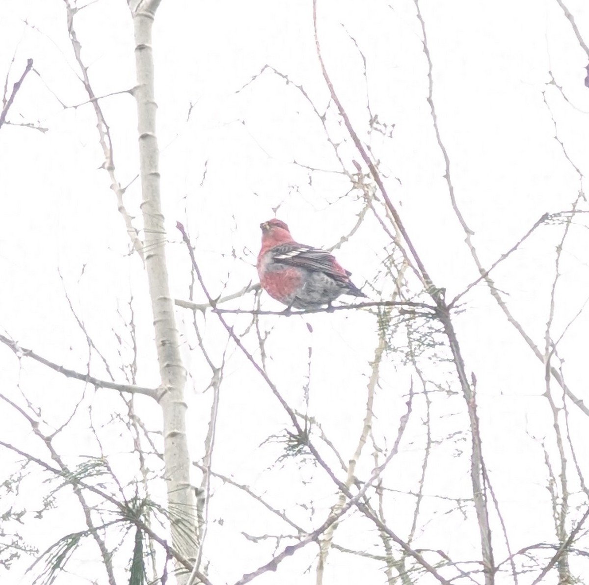 פתיאלי אורנים - ML645946113