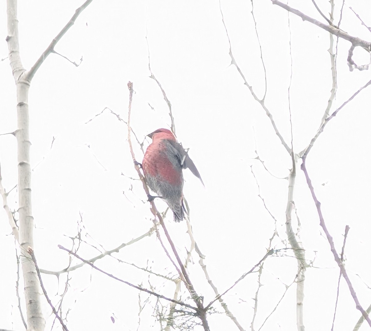 פתיאלי אורנים - ML645946114