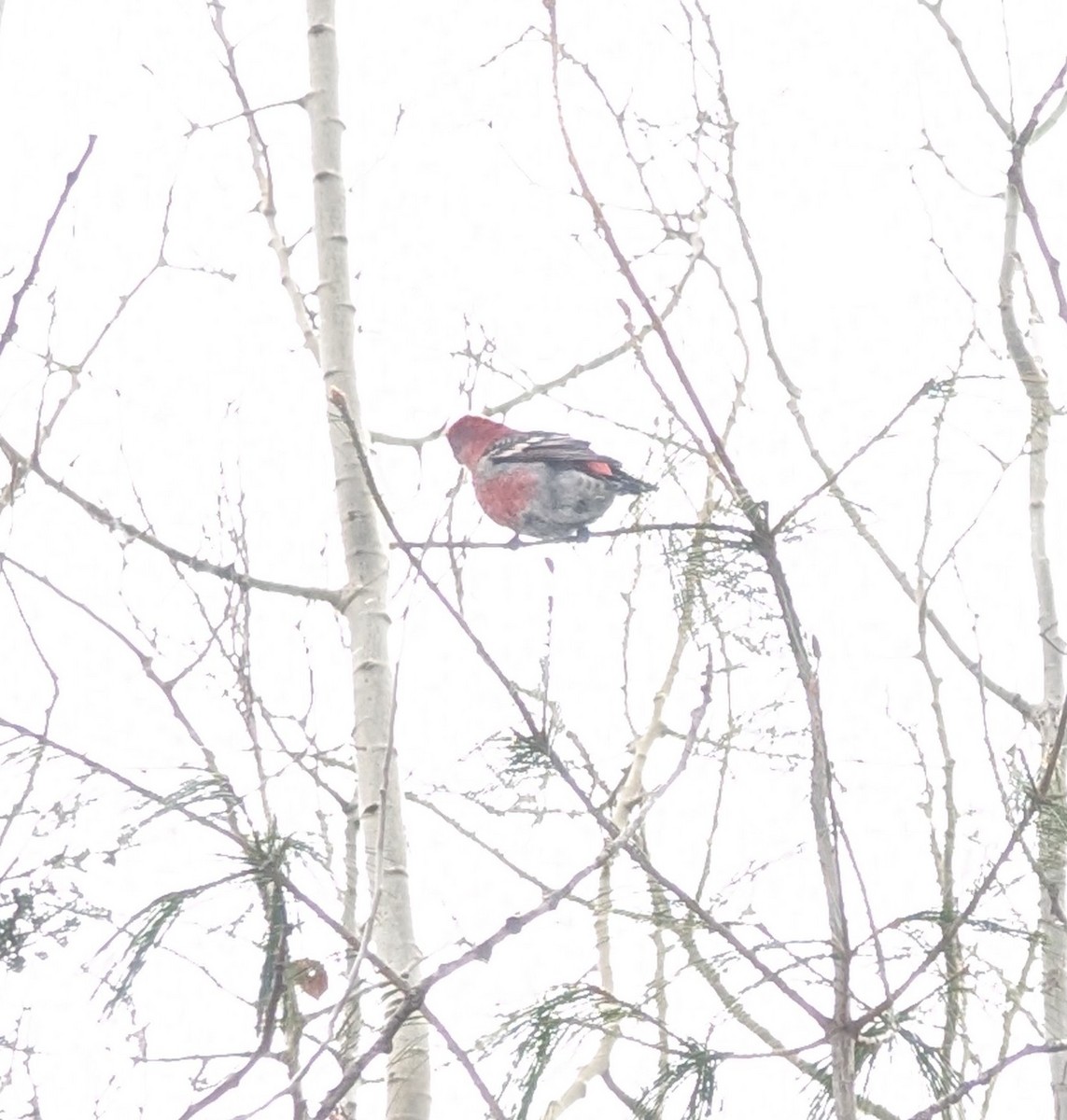 פתיאלי אורנים - ML645946116